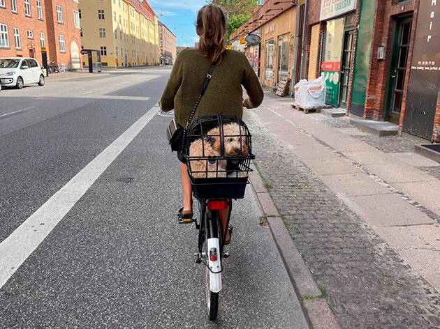 Cykel Hundekurv Test